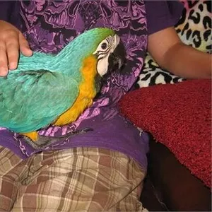 5дома,  поднятые и зарегистрирован синих и золотых попугаи ара для прод