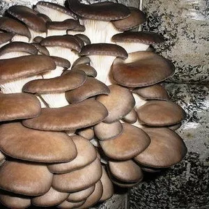 Для выращивания грибов вешенка - комплект!