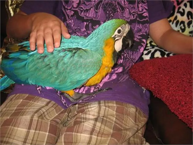 5дома,  поднятые и зарегистрирован синих и золотых попугаи ара для прод